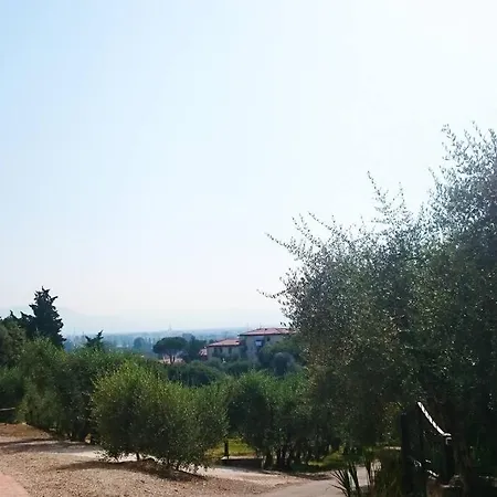 Olivo
